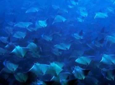 Best Dive Shops Cabo San Lucas Mexico -things to do in Los Cabos