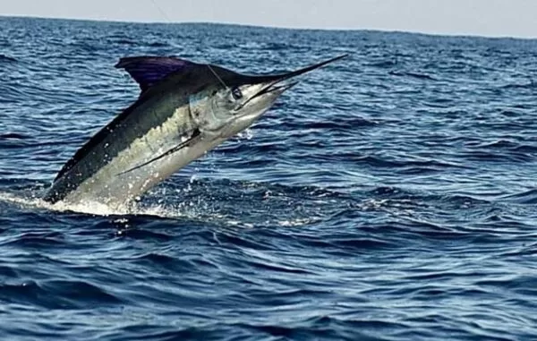 Pesca Deportiva en Los Cabos