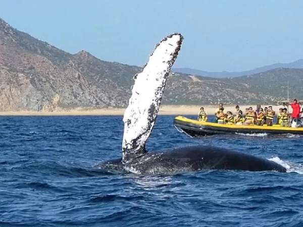 Cabo San Lucas Point Of Interest