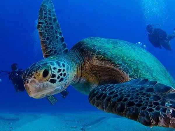 Lugares de Buceo en Cabo Pulmo