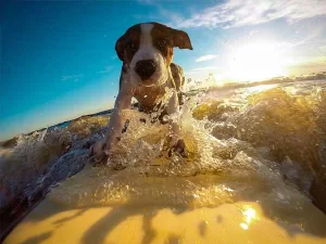Surfear en Los Cabos