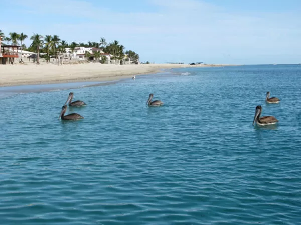 Los Barriles East Cape Baja